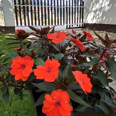 בית אירוח Sobe Lara דונג'י מלינובאץ'